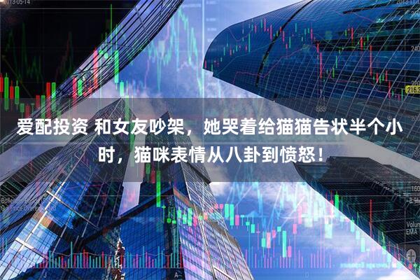 爱配投资 和女友吵架，她哭着给猫猫告状半个小时，猫咪表情从八卦到愤怒！