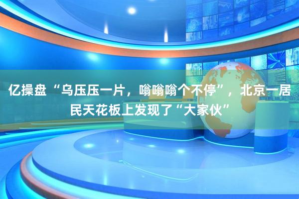 亿操盘 “乌压压一片,嗡嗡嗡个不停”,北京一居民天花板上发现了“大家伙”